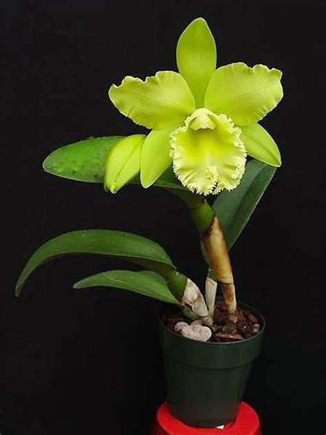 prada green cattleya hybrid